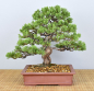 Preview: Bonsai Outdoor, Chinesischer Wacholder (Juniperus chinensis 'Itoigawa')